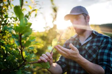 acétamipride, loi Duplomb, écologiste, utilisation, agriculture, souveraineté alimentaire, proposition de loi, Europe, commission européenne, EFSA, législation, réglementation, France